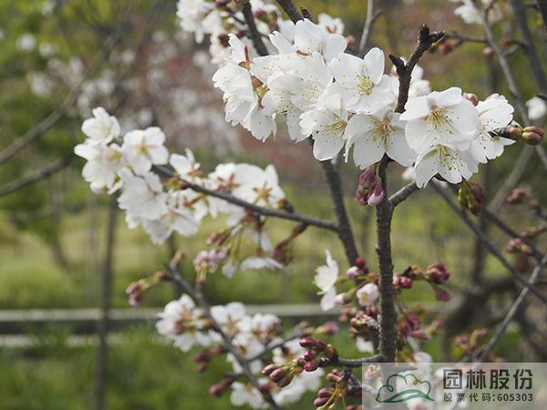 AG尊龙凯时官网(中国游)首页